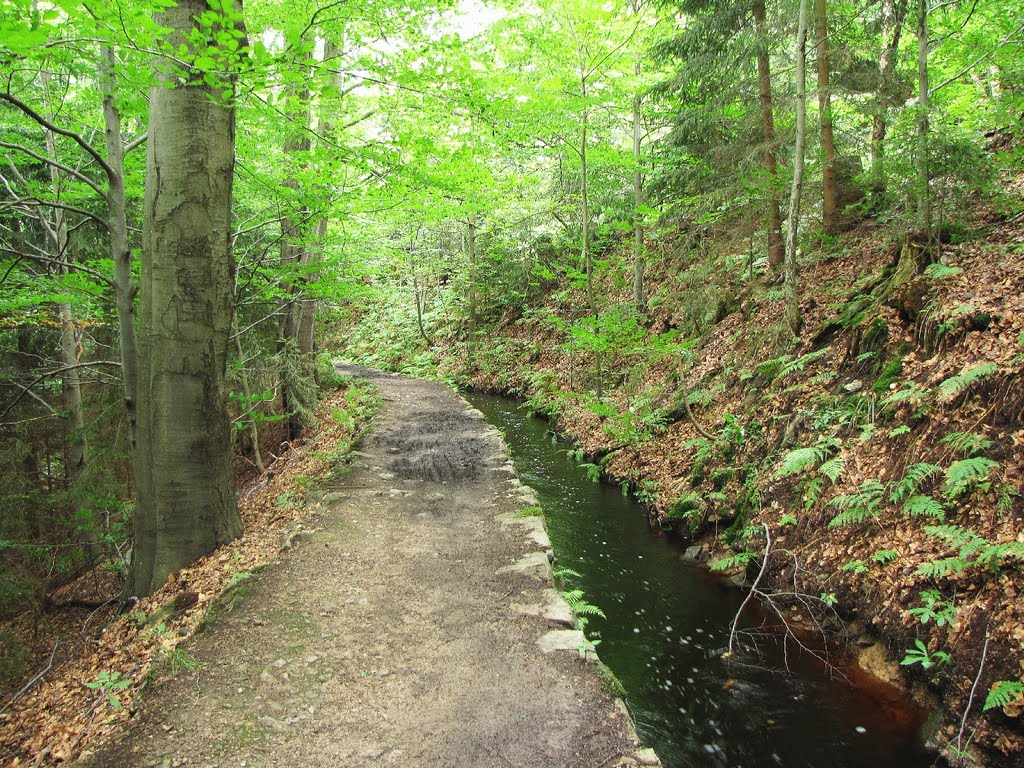 Im Schwarzwassertal - Grüner Graben, ein Kunstgraben zur Herbeileitung von Betriebswasser, 1678-80, erb., Gesamtlänge ca. 8 km by Rudolf Henkel