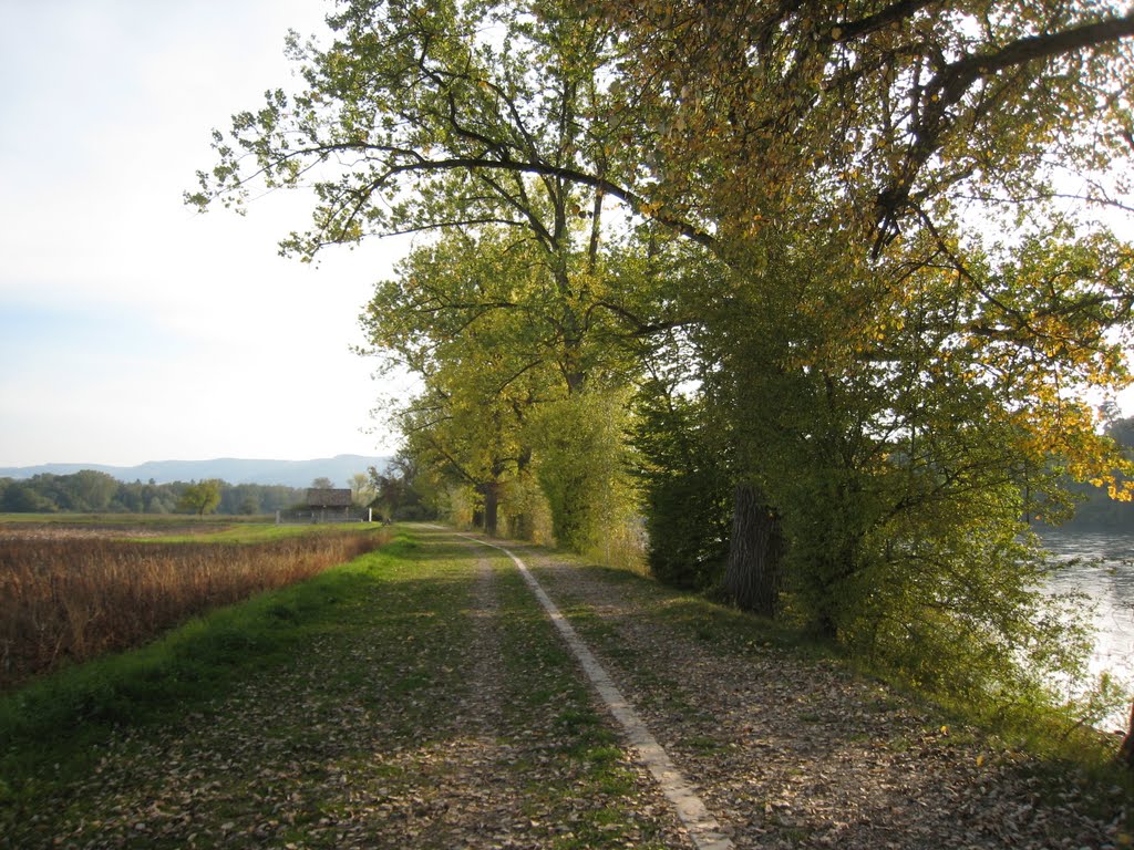 Weg dem Rhein entland bei Ellikon by baba49