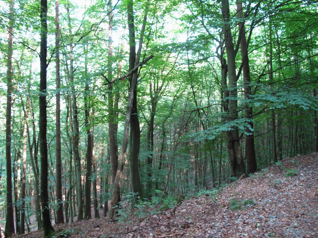 NSG "Vogelschutzgebiet beim Tremhof" by lebola