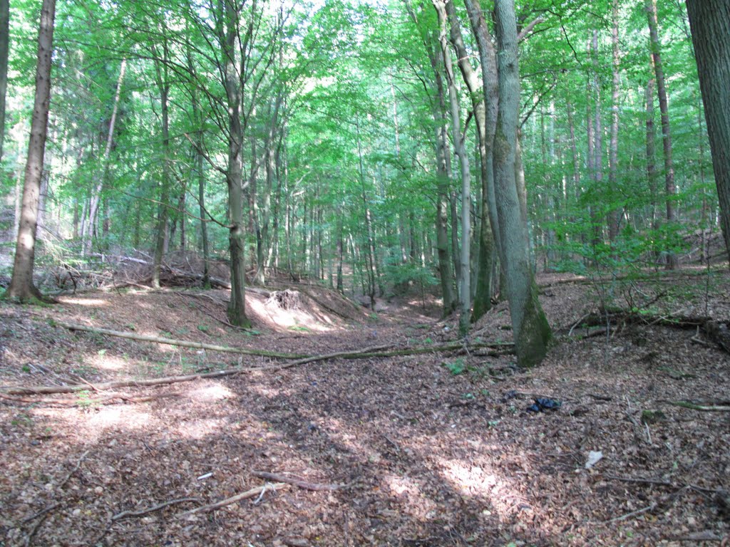 Graben im "Großen Wald" nahe Freudenberg by lebola