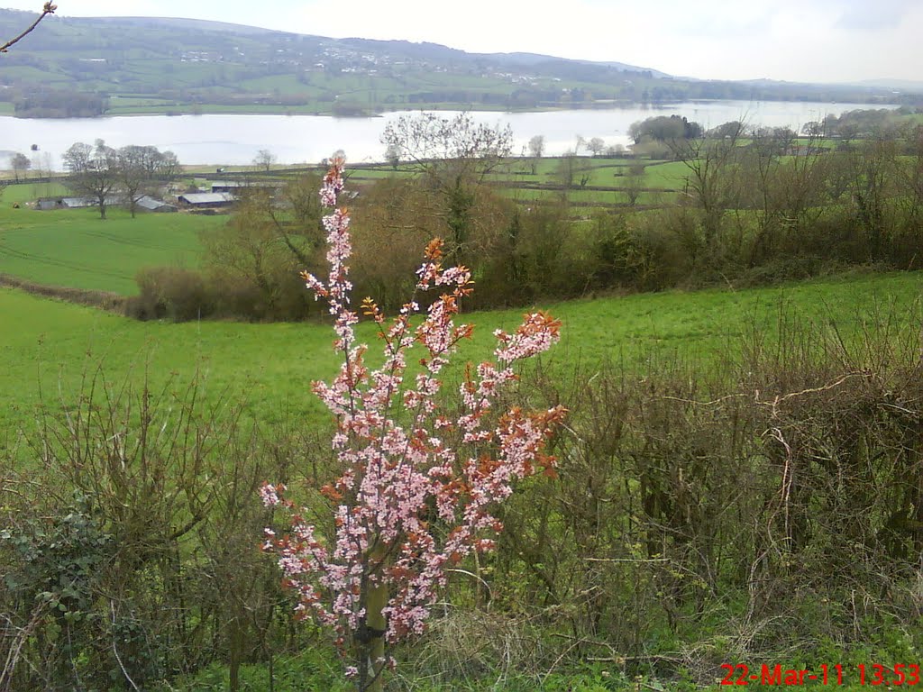 Blagdon lake at Diz's tree Nempnett Street March 2011 by Maurice J Pingstone.