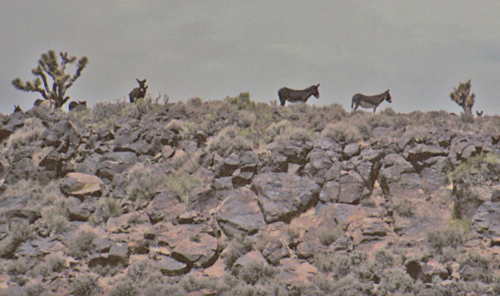 Feral Burros - Lee Flat by Bill Cook