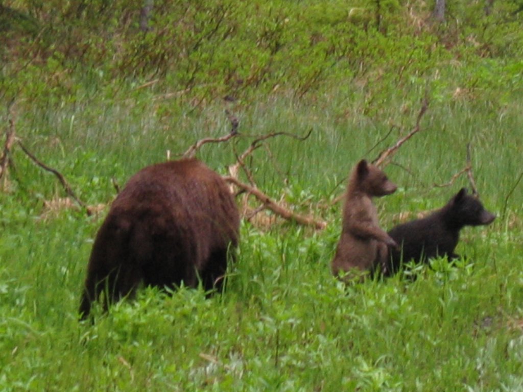 Mother Black Bear & Cubs by chrismw1