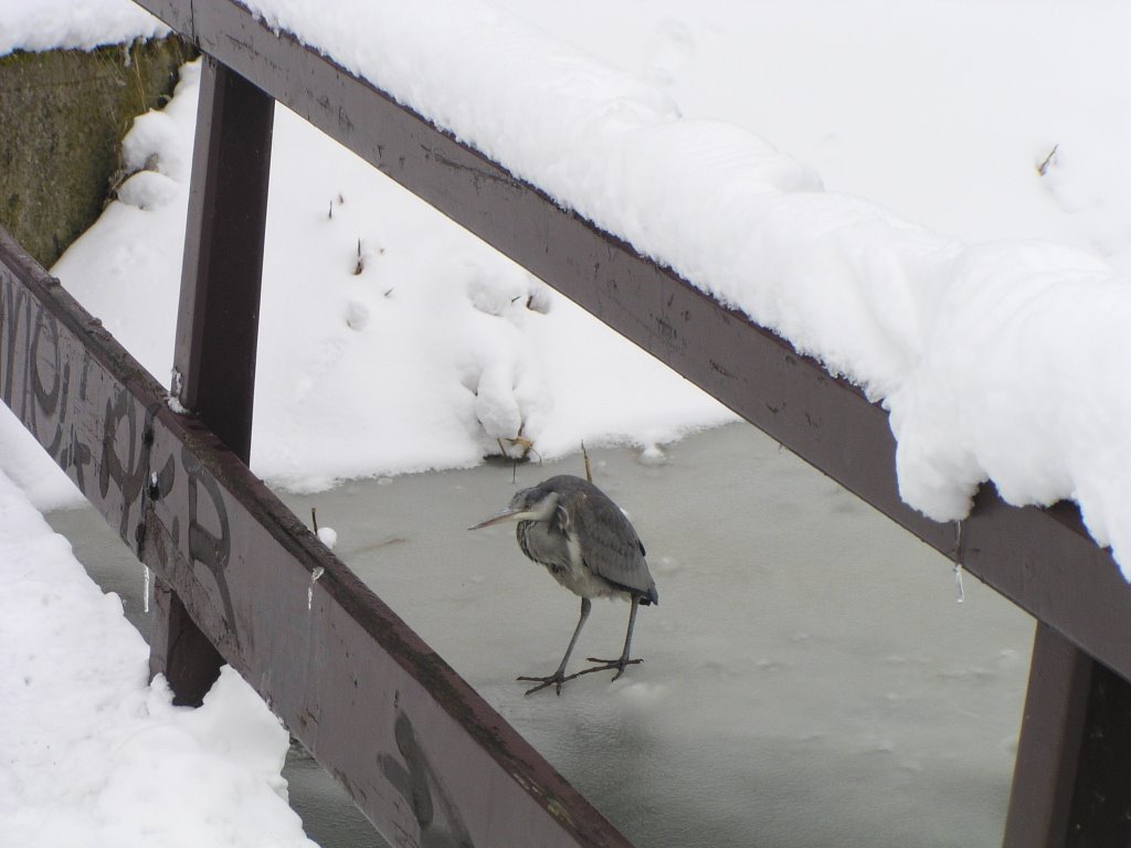 Grey Heron in the snow, Amstelveen, 3 March 2005 by Michael Schaap