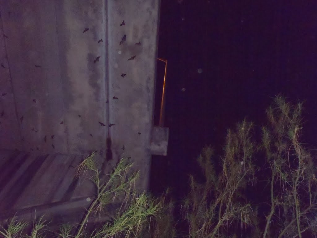 The bats emerge from Congress Street Bridge, Austin, Texas by Taylor Martinez