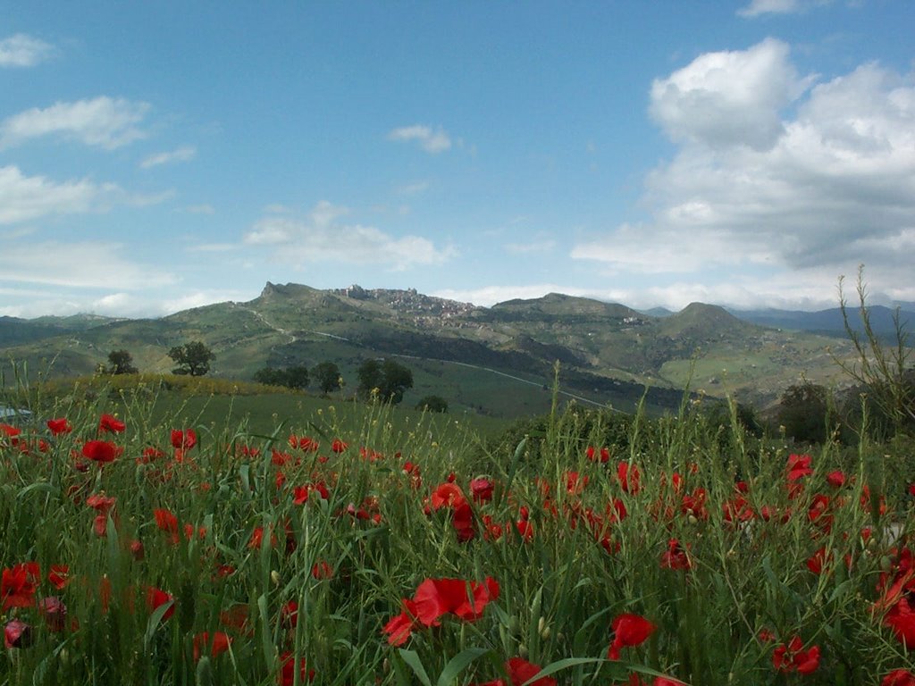 Troina da un campo di Papaveri by giomodica