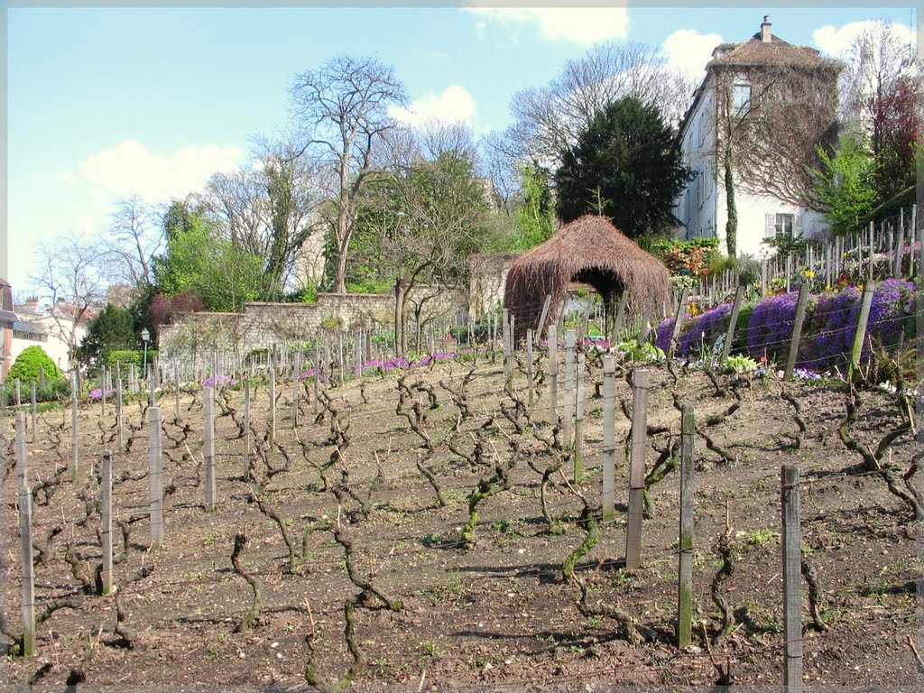 Paris les vignes de Montmartre by Domann