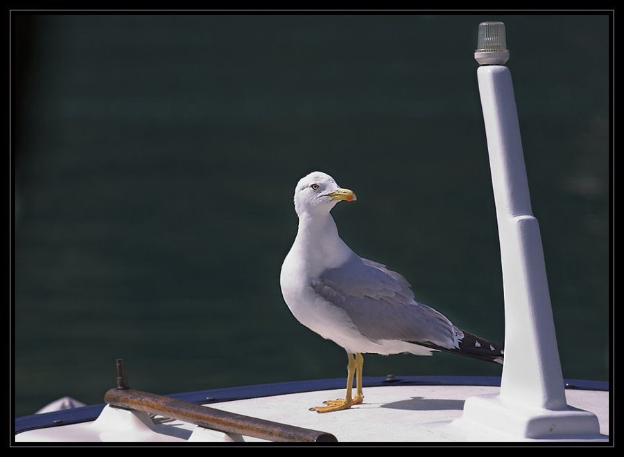 Galeb by Goran Štefanek