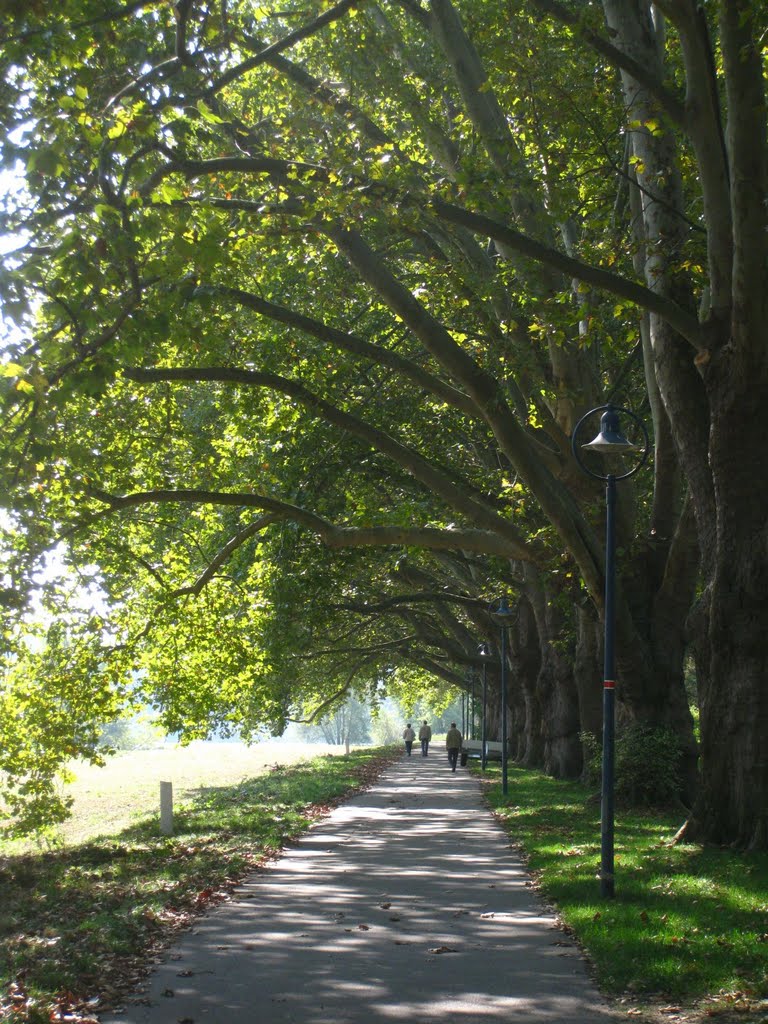 Ludwigshafen - Hannelore-Kohl-Allee auf der Parkinsel by Andreas-Müller - NO VIEWS