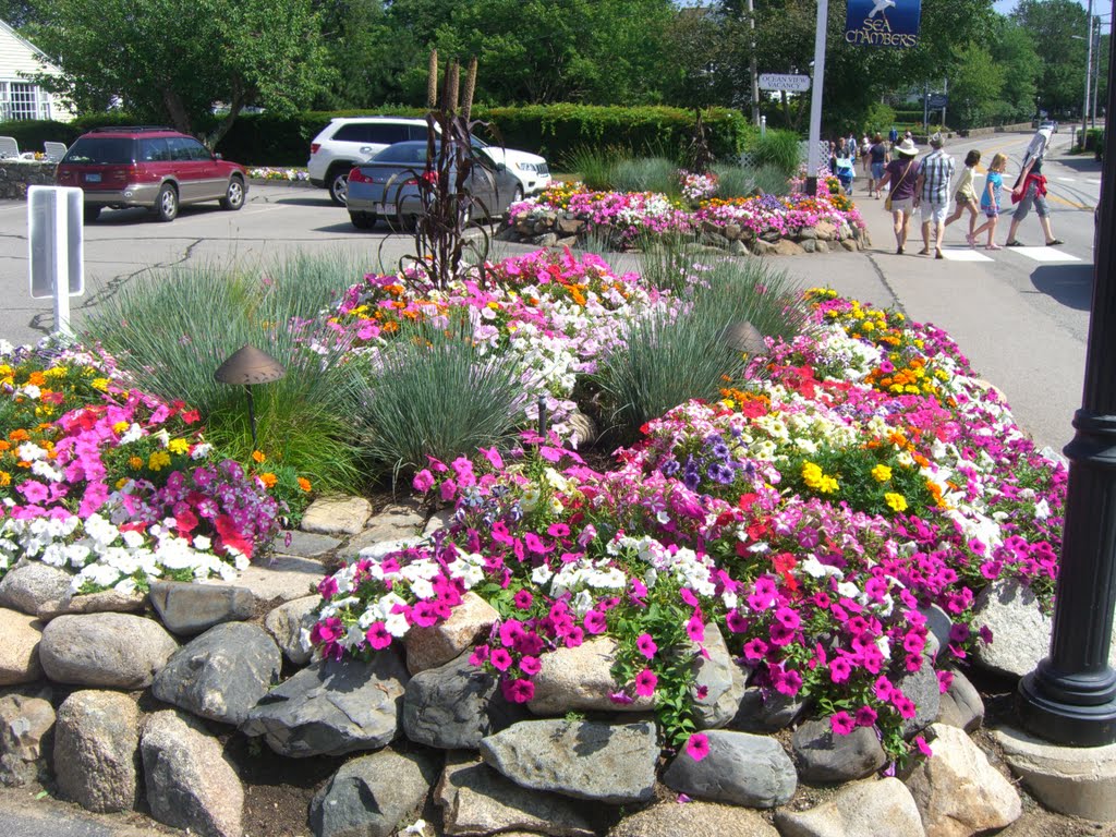 Flowers in Ogunquit by mitomello