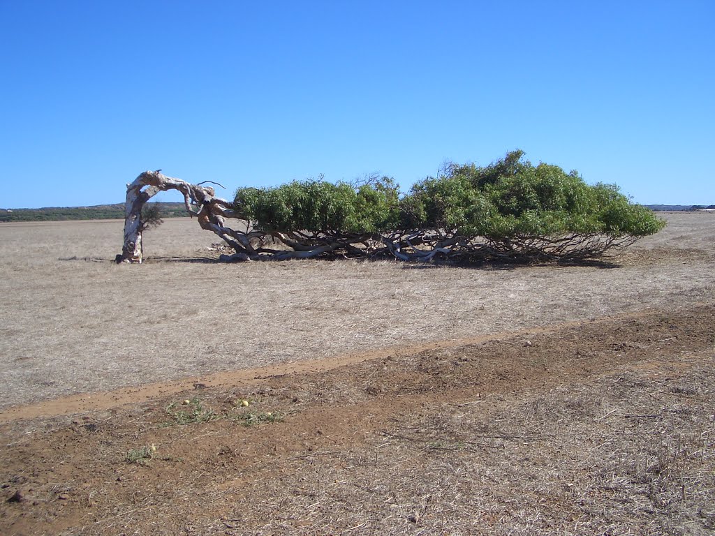 Leaning Tree of Greenough by big ted