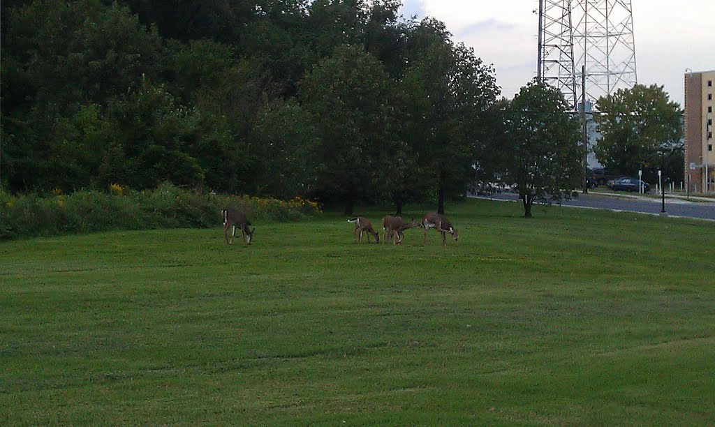 Deer by the Fort Totten METRO Station - 28-Sep-2011 by nedfarrar