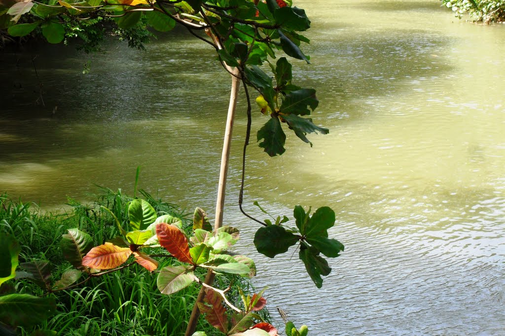 Almendro en el Rio Camuy - Puerto Rico by Norma Arbelo