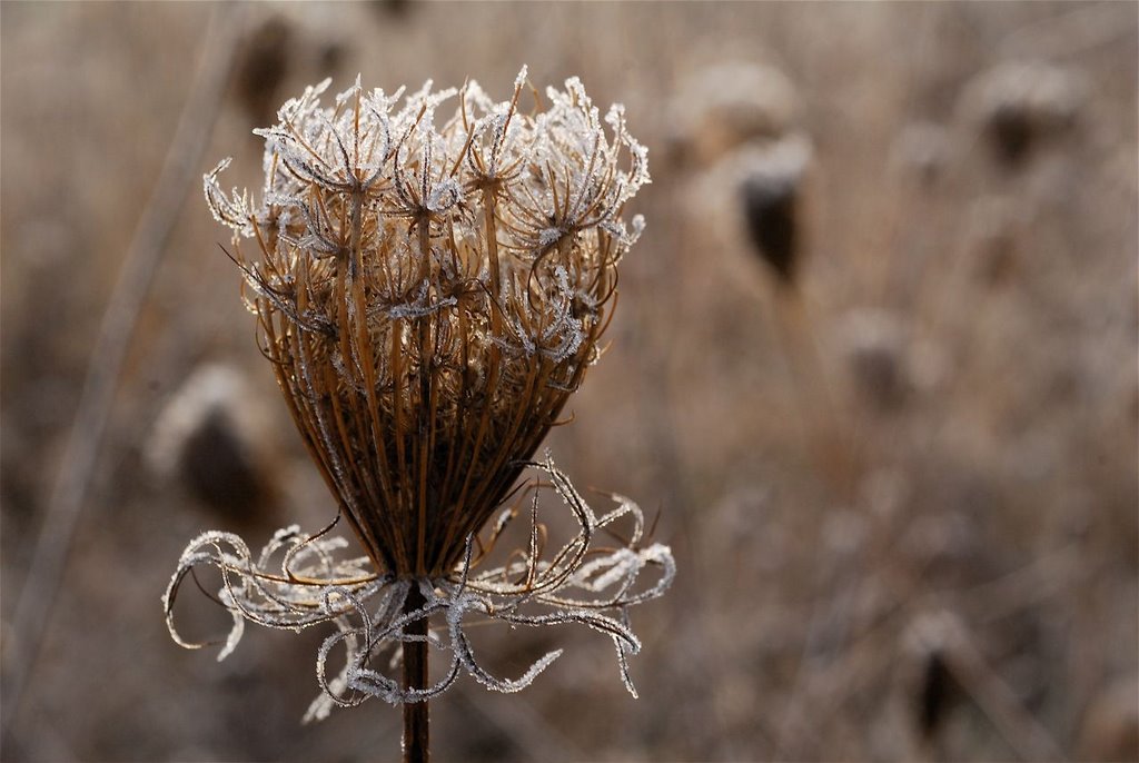 Froidure by Michel GIGUET