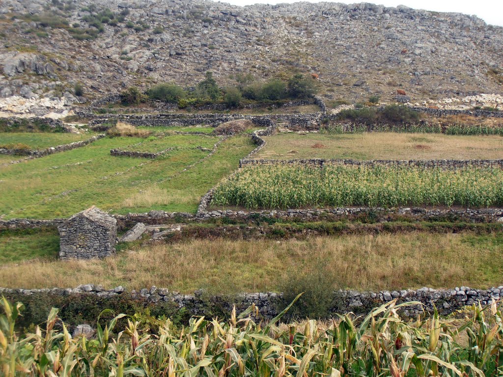 Campos de milho by Elcorty