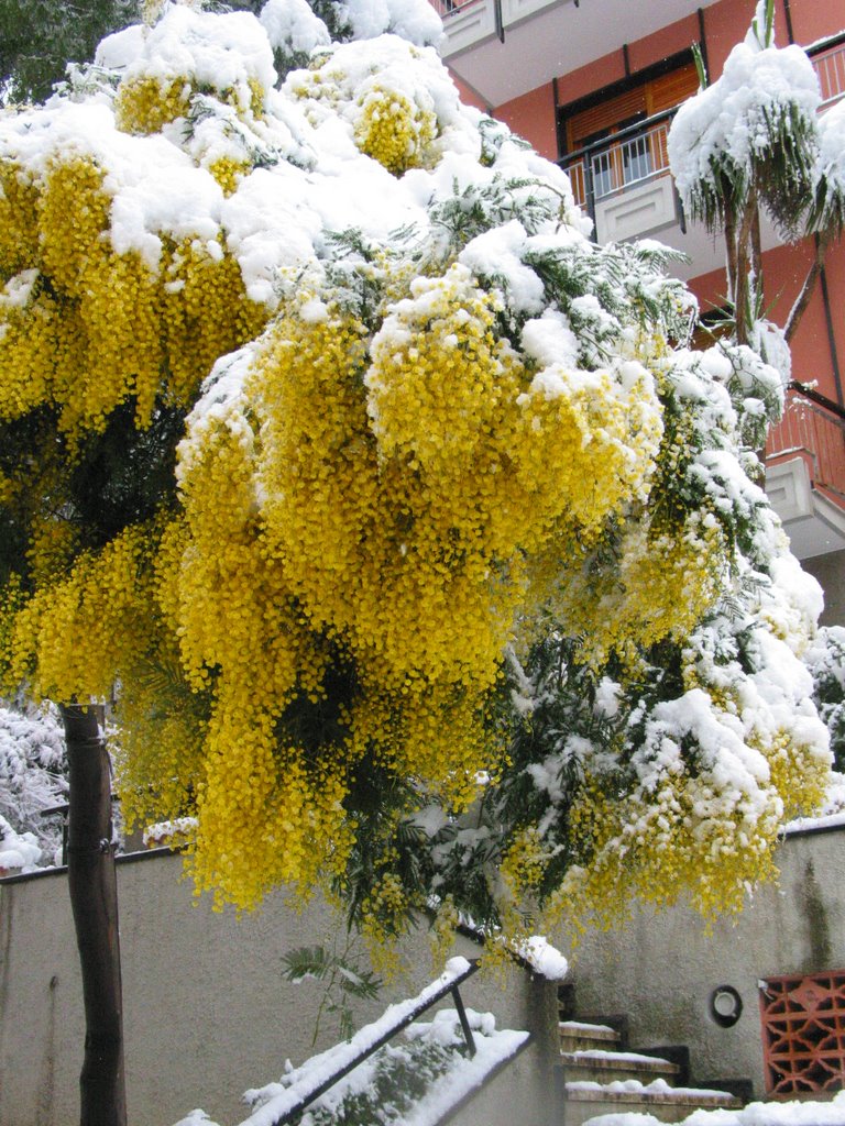 Pegli 2005 - Primavera con neve by maurotav