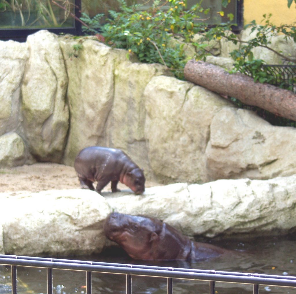 Chippo Chemnitz Tierpark by KerstinAxel