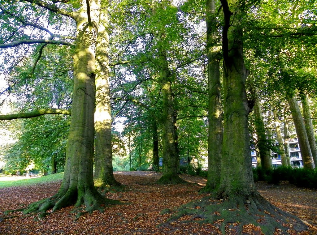 Tournai - Le parc - Pentagone de 5 gros arbres by epaulard59