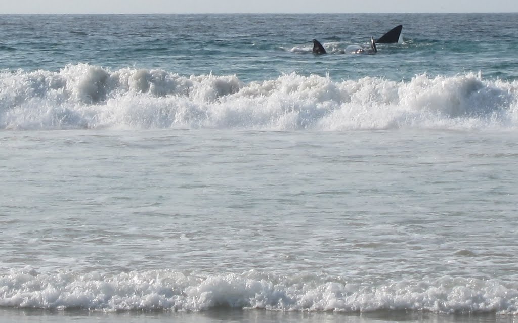 Whales at Clovelly beach ~ 27September2011 by Maria Wagener