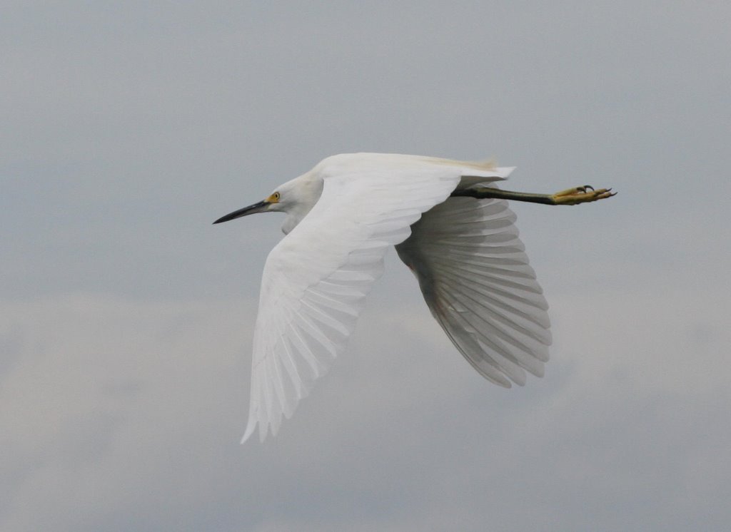 Snowy Egret (Egretta thula) by Chris Fryatt