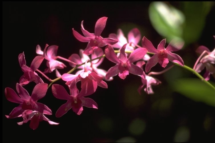 Orchid Botanical Garden by Rolfolus