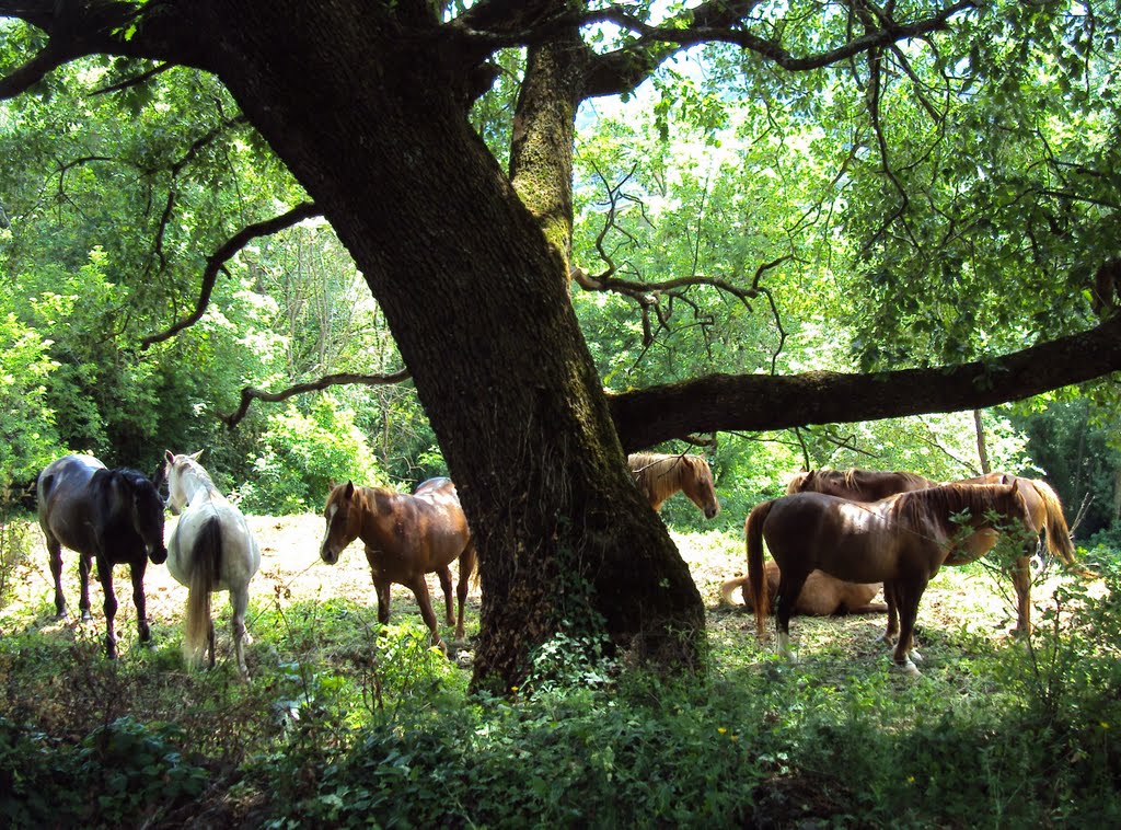 El roure i els cavalls by wynear