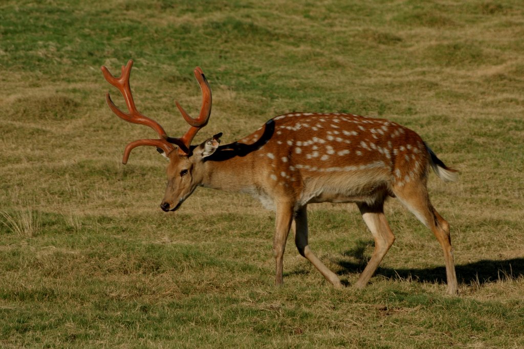 Fallow Deer by Scott Hanko