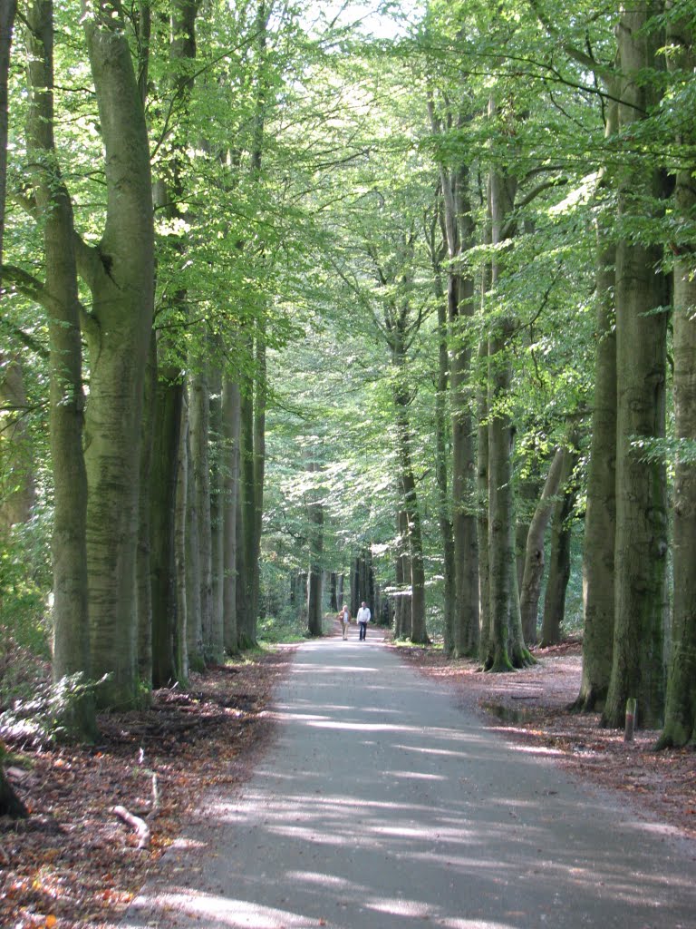 Heerlijk wandelen op de Sprielderweg in het bos by Piet Guijt