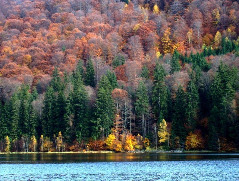 Forest- Romania by vterezia