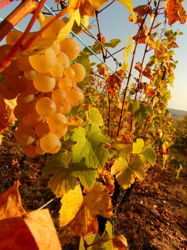 Le vignoble en Alsace by Gautier B