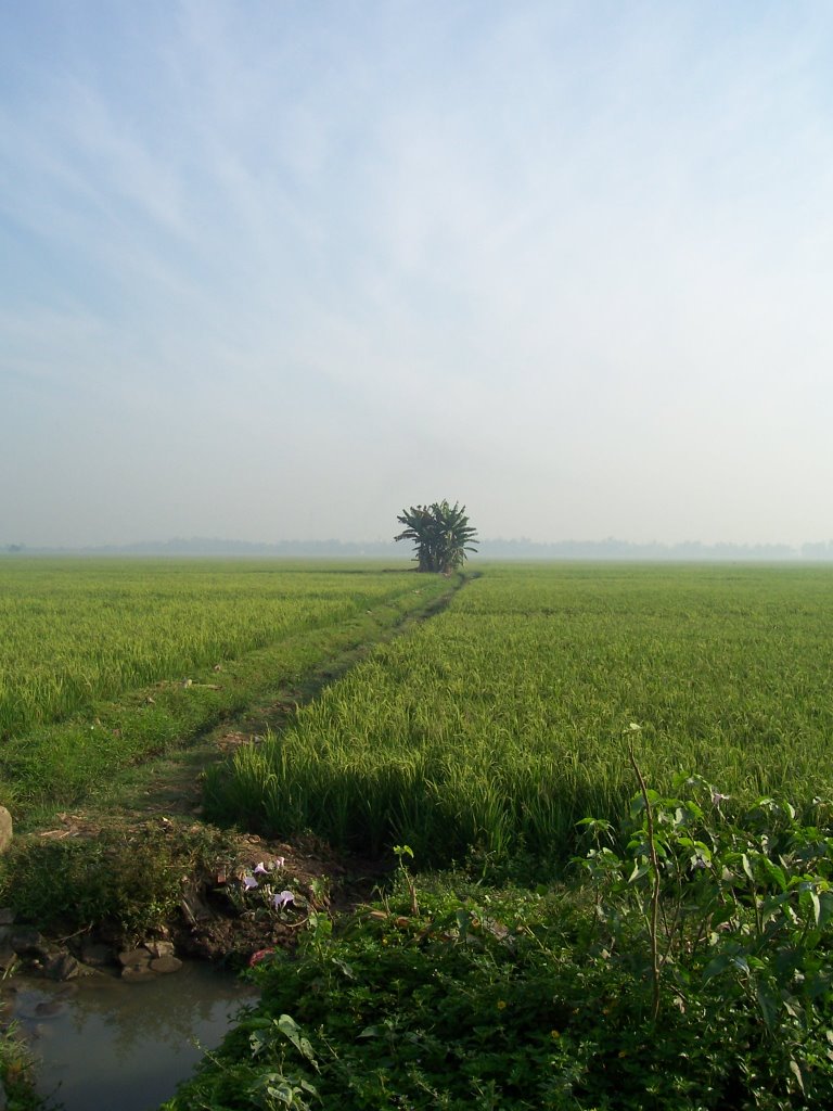 Rice Field at Babelan by Eko S Nugroho