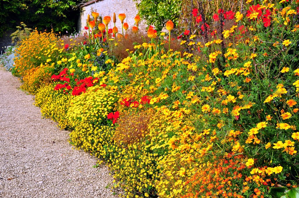 Walled Garden Flowers, Loseley Park by DAVID ROBINS