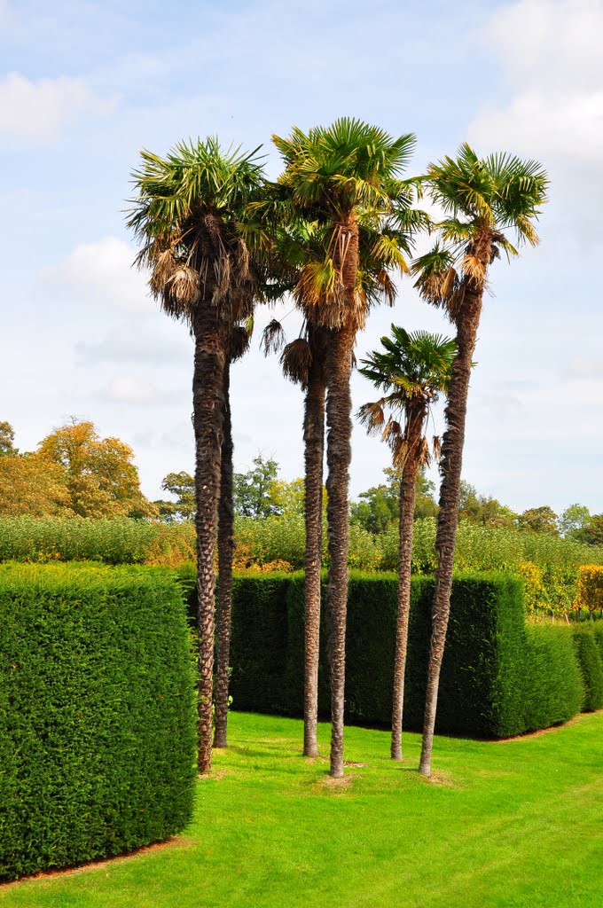 Palm trees, Loseley Park by DAVID ROBINS