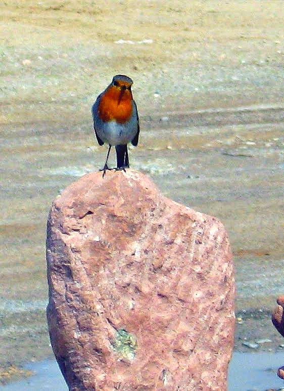 Il pettirosso e la scultura by uccheddu scultore