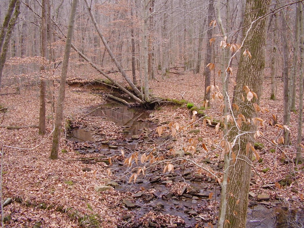 Mammoth Cave National Park in the Winter by Trey Zwakenberg