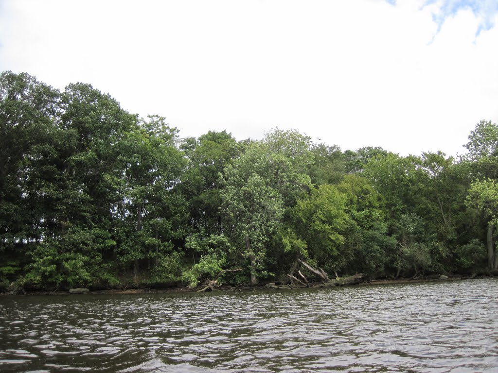 A tidal shore on the fairfax side of the occoquan by midatlanticriverrat