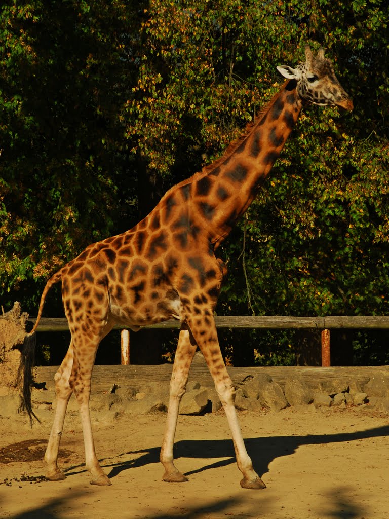 Žirafa, ZOO a zámek Zlín-Lešná by Filip Jurovatý