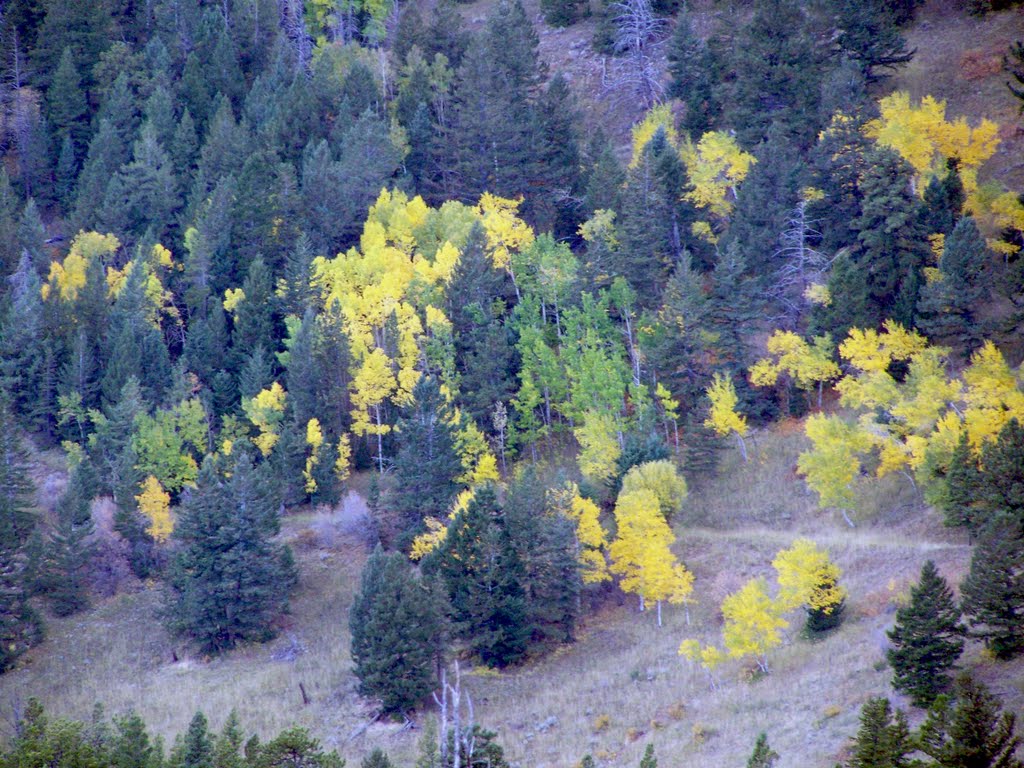 Fall Colors - Aspen changing - Oct. 1, 2011 by 1RDAK2