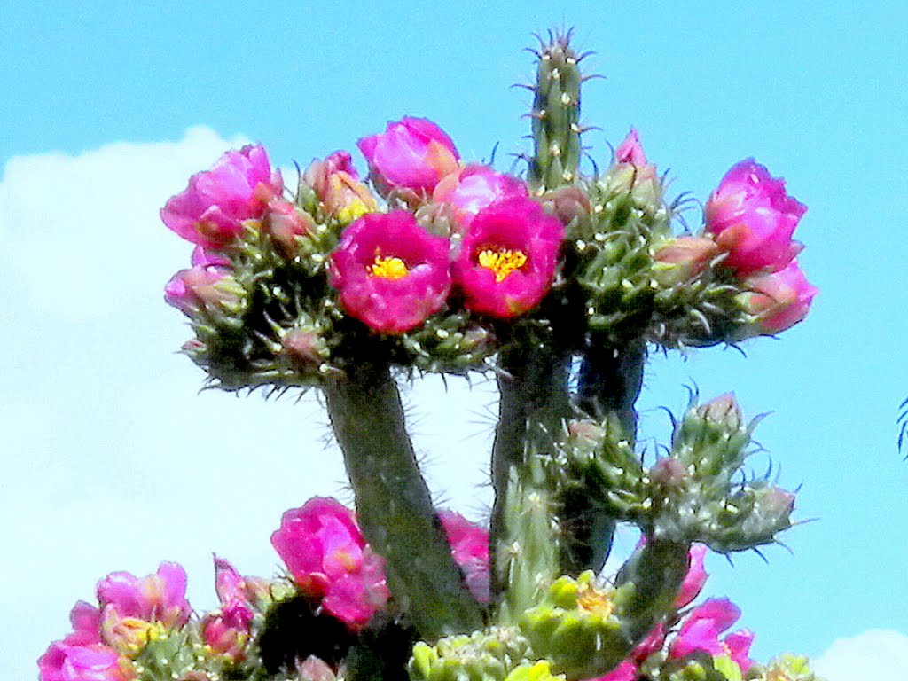 NEW MEXICO CACTUS IN BLOOM by LOGAN41125