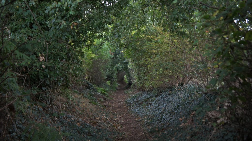 Chelford Footpath by Dennis Neill