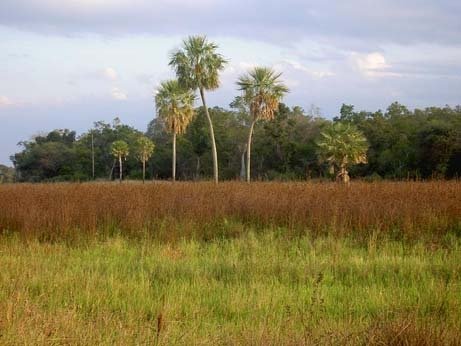 Estqancia "Fortin Yunca" de Caminos Ganadera, Fortin Leyes, Formosa, Argentina by owcc