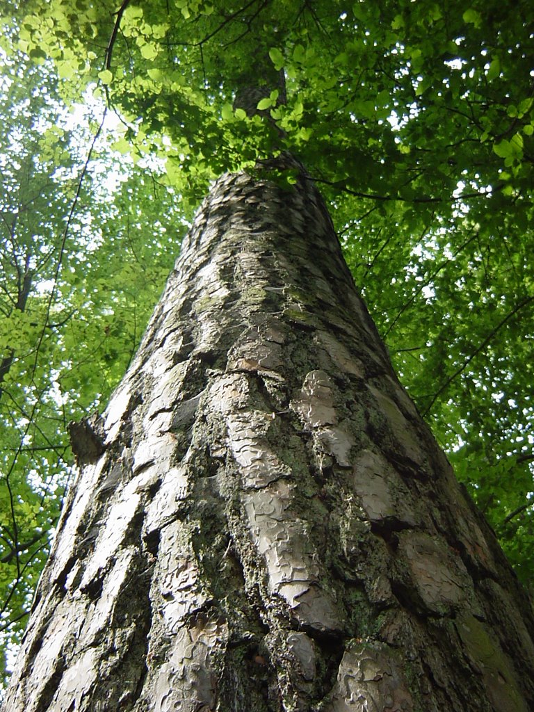 Gmina Białowieża, Poland by Mikołaj