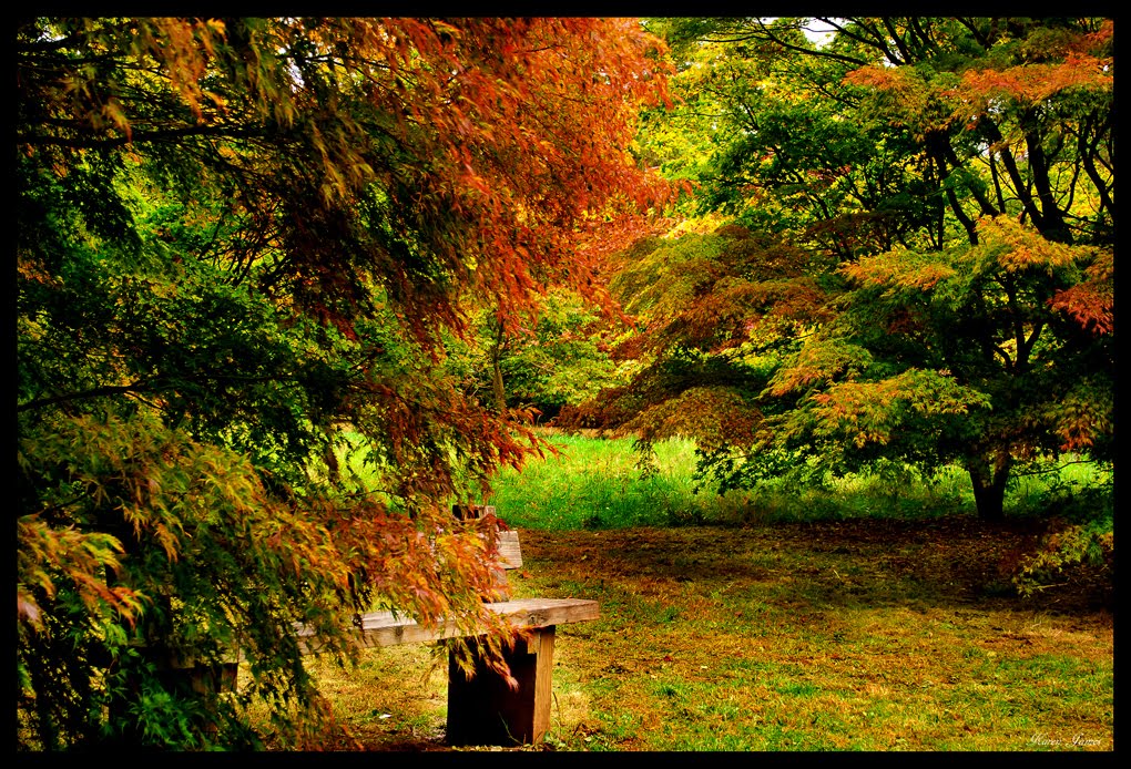 #83 ~ The Colours of the Maple Tree (Autumn) ~ UK ~ 2011 October NPC by Karen James