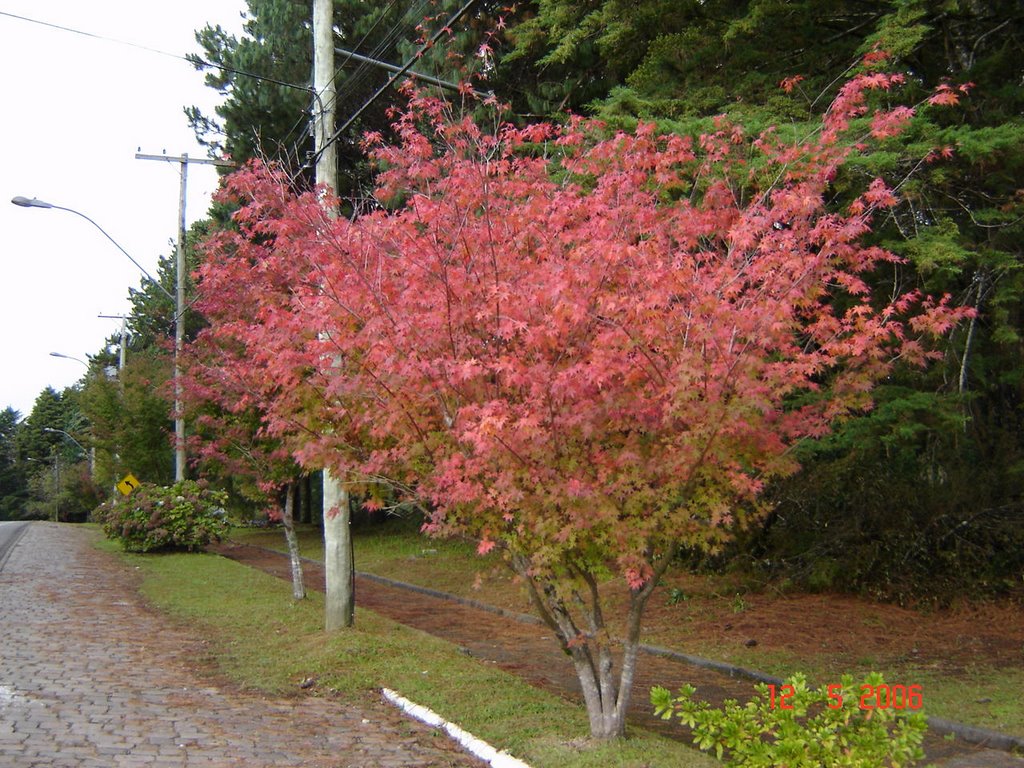 Automn - Gramado/RS - BRASIL by Romão