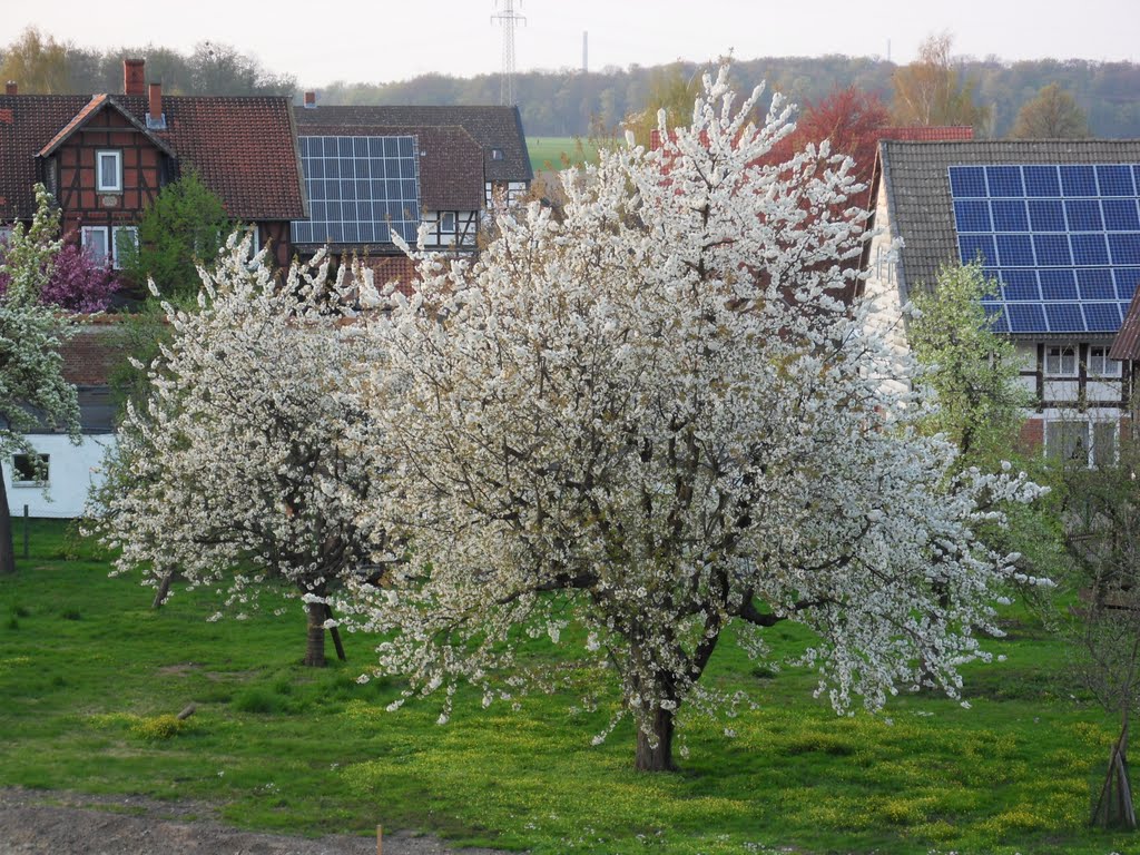 Frühling in Calbecht by Aichele