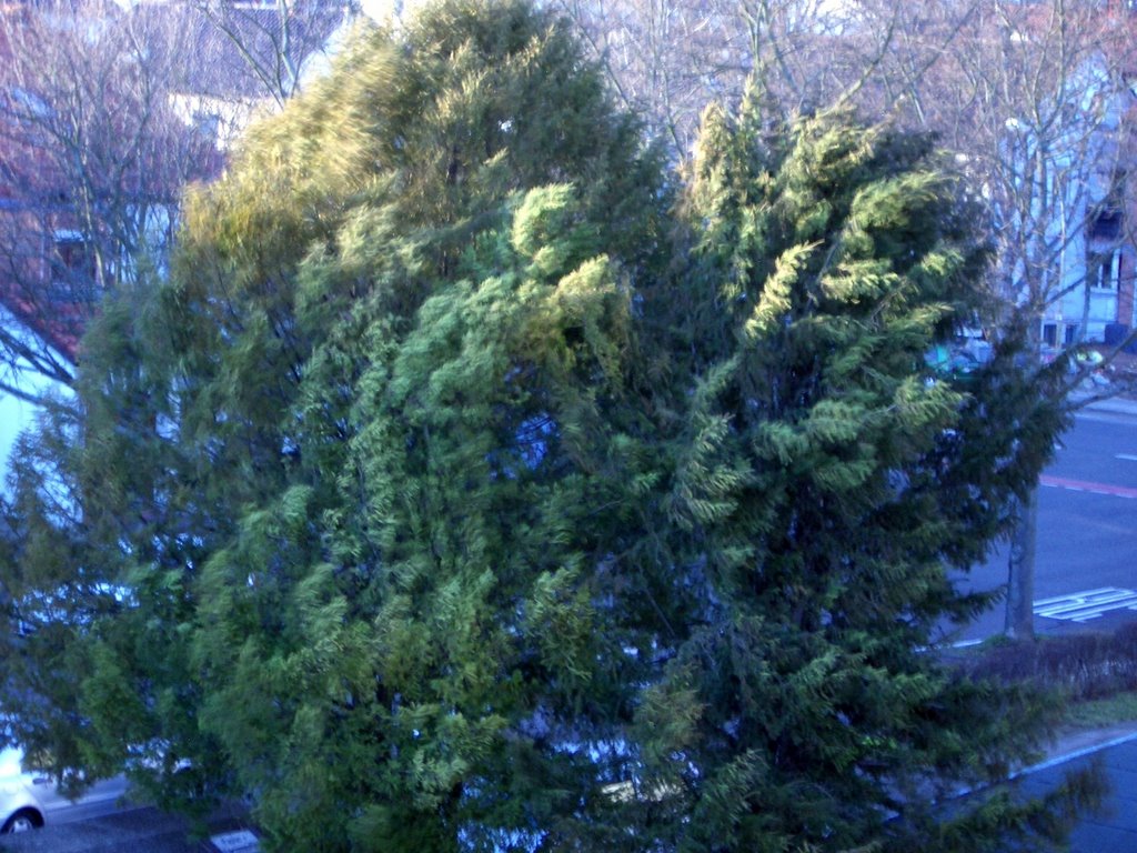 Tree in strong winds in spring by makro