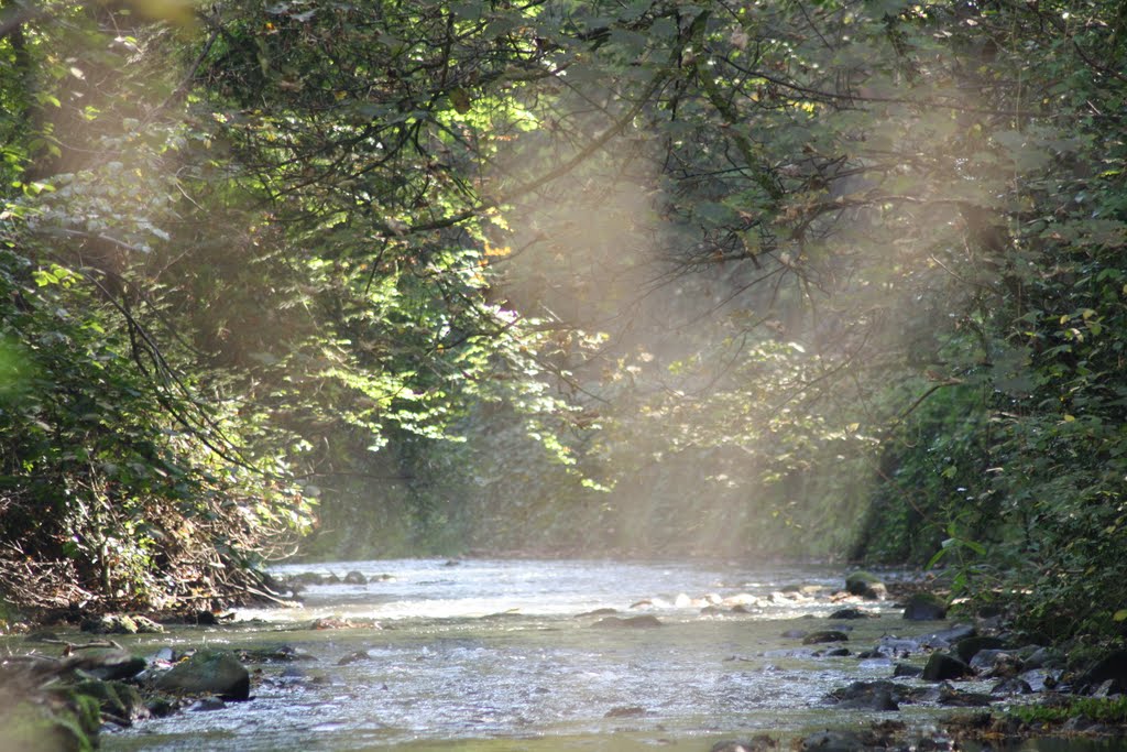 Afon Llwyd - Pontypool Park by David Owen