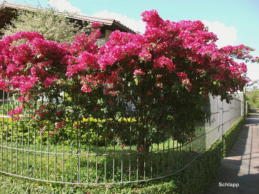 A esquina florida By Schlapp by Julioschlapp