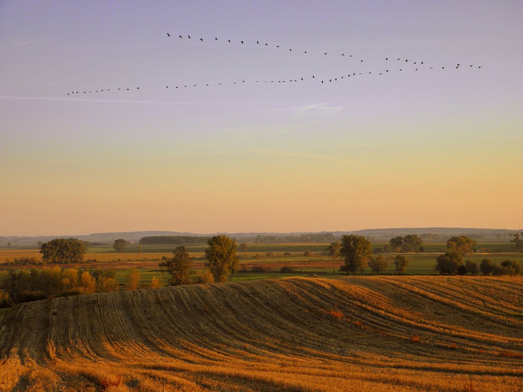 Czernice (powiat pyrzycki) lecą żurawie Rezerwat przyrody Brodogóry by Dębski Piotr