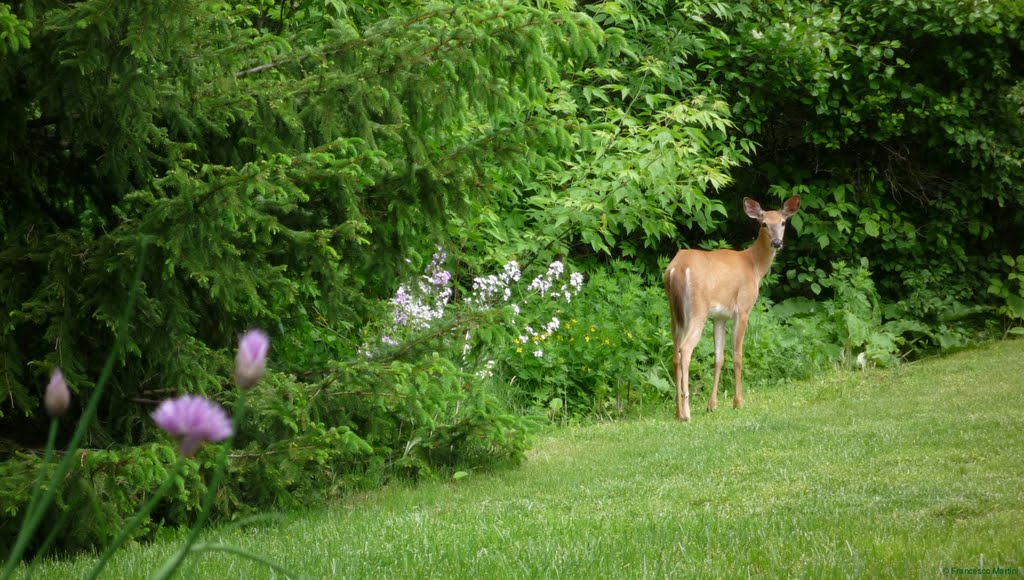 White-tailed deer behind Bendamere by Francesco  Martini